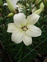 [5070 Litouwen No02.JPG]